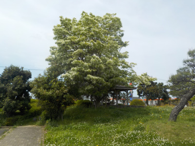 島根県立中央病院を散歩しました。巨大ななんじゃもんじゃ