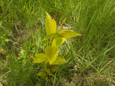 島根県立中央病院を散歩しました。桜の子供