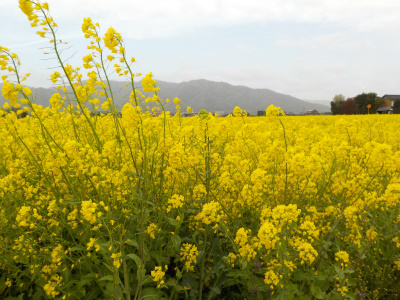 伊波野コミセン付近の菜の花畑。