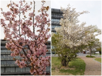 japan 島根県出雲市今市町70番地 出雲市役所で花見が気軽にできるのはいいですね。遠くに行かなくていいです。