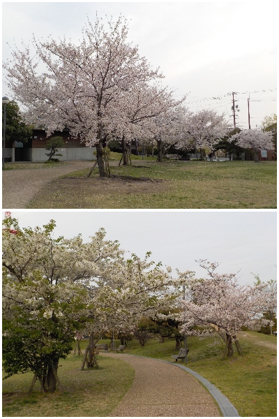 japan 島根県出雲市今市町70番地 出雲市役所で花見が気軽にできるのはいいですね。遠くに行かなくていいです。
