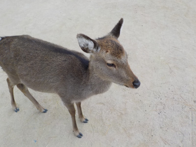 宮島の鹿はおとなしい