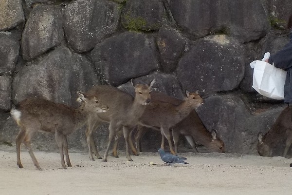 鹿にエサをあげ