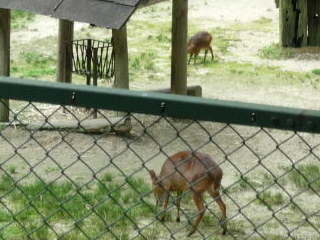 japan 広島市安佐北区安佐町大字動物園 安佐動物公園のキョンは可愛いです。