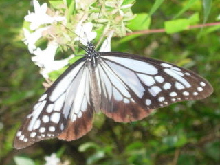 japan 広島市安佐北区安佐町大字動物園 安佐動物公園のキョンは可愛いです。