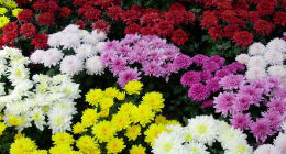 しまね花の郷「菊と氷のファンタジー」