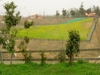 出雲いりすの廃業の予感