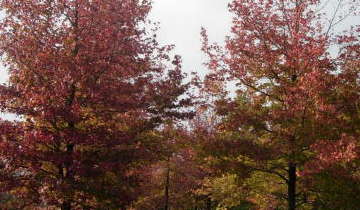 japan 島根県松江市 松江市農林水産祭。