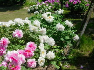 しまね花の郷のボタン祭り