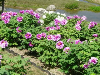 しまね花の郷のボタン祭り