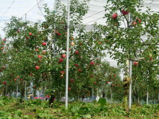 japan 島根県飯石郡飯南町下赤名2814 赤来高原観光りんご園。