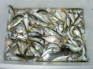 japan 島根県出雲市大社町杵築北 築港でアジ子釣り。