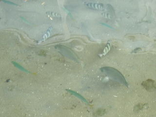 japan 鳥取市加露町西3丁目27-2 かにっこ館は小さな水族館ですが、無料なのでお得です。