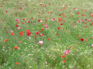 東三瓶フラワーバレーの第18回ポピー祭り