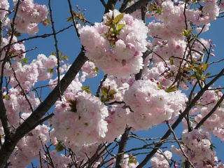 japan 島根県出雲市今市町北本町3丁目1番地の6 旧出雲市体育館の八重桜が見頃。