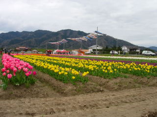 japan 島根県出雲市斐川町今在家 斐川のチューリップが沢山咲いてます。