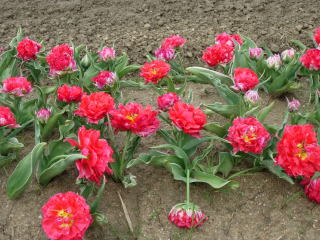 japan 島根県出雲市斐川町今在家 斐川のチューリップが沢山咲いてます。