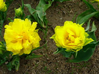 japan 島根県出雲市斐川町今在家 斐川のチューリップが沢山咲いてます。