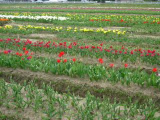 japan 島根県出雲市斐川町今在家 斐川のチューリップが沢山咲いてます。