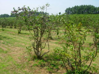 japan 鳥取県西伯郡大山町赤松572-328 地頭農園でブルーベリー狩り