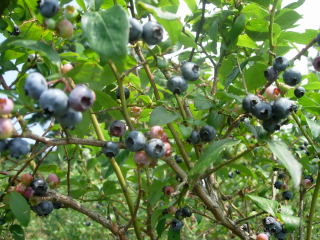 japan 鳥取県西伯郡大山町赤松572-328 地頭農園でブルーベリー狩り