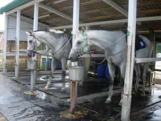 japan 鳥取県西伯郡大山町赤松2459-130 大山乗馬センターに寄ってみました。