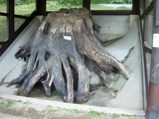 japan 島根県大田市三瓶町多根ロ58-2 三瓶小豆原埋没林もお客さんが多かったです。