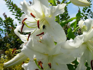 japan 島根県松江市西浜佐陀町330-1 松江イングリッシュガーデン