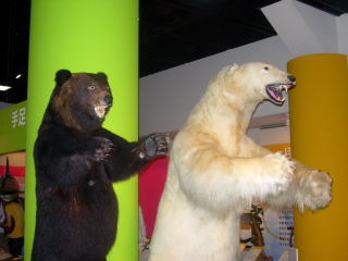 japan 島根県大田市三瓶町多根1121-8 サヒメルで夏の企画展「とびだせ!どうぶつ図鑑」がやっていました。