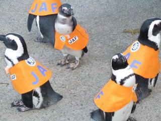 jaf 松江フォーゲルパーク