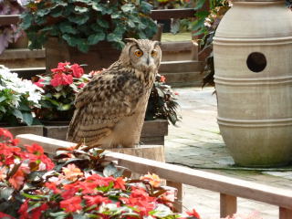 jaf 松江フォーゲルパーク