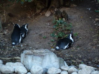 jaf 松江フォーゲルパーク