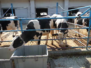 japan 島根県出雲市古志町3775 畜産ふれあいまつり2011がありました。 10月