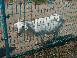 japan 島根県出雲市古志町3775 畜産ふれあいまつり2011がありました。 10月