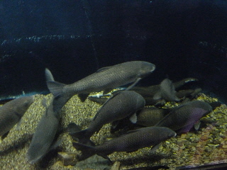 島根県立宍道湖自然観ゴビウス