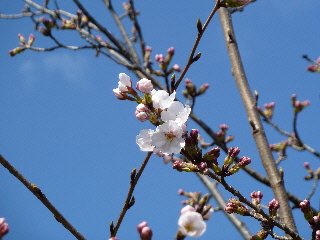 japan 島根県出雲市大社町北荒木1868-10 浜山公園で桜がちょっと咲いてました。