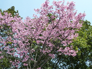 japan 島根県出雲市斐川町上直江2308番地 出雲村田製作所で椿・桜の一般公開。