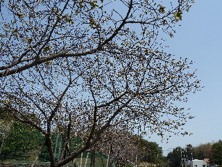 japan 島根県出雲市斐川町上直江2308番地 出雲村田製作所で椿・桜の一般公開。