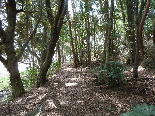japan 島根県出雲市斐川町上直江2308番地 出雲村田製作所で椿・桜の一般公開。