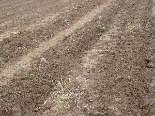 japan 島根県出雲市芦渡町2440 農業技術センターフェア 10月