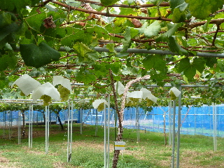 japan 島根県出雲市芦渡町2440 農業技術センターフェア 10月