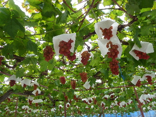 japan 島根県出雲市芦渡町2440 農業技術センターフェア 10月