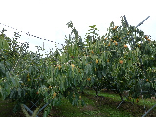 japan 島根県出雲市芦渡町2440 農業技術センターフェア 10月