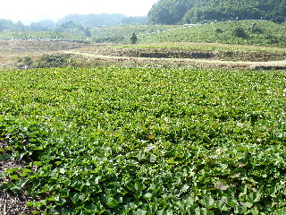 コスモス祭りで芋ほり