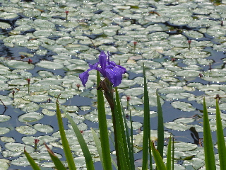 japan 島根県大田市三瓶町多根 姫逃池では水連が見頃でした。