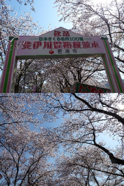 japan 島根県雲南市木次町 木次の桜は見頃でした。（2012）