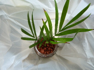 japan 島根県出雲市芦渡町2440 農業技術センターフェア 10月