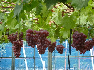 japan 島根県出雲市芦渡町2440 農業技術センターフェア 10月