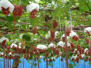 japan 島根県出雲市芦渡町2440 農業技術センターフェア 10月