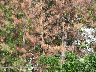 歴史博物館の松枯れ